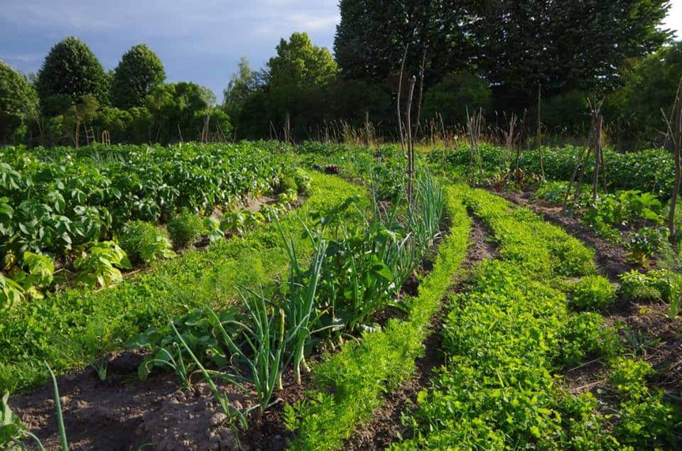 Beitragsbild für "Gärtnern im Bauerngarten: „Wir machen Landwirtschaft erlebbar“"